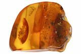 mm Fossil Cockroach (Blattoidea) In Baltic Amber - Rare! #123396-4